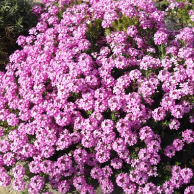 Akmens krese 'Warley Rose'